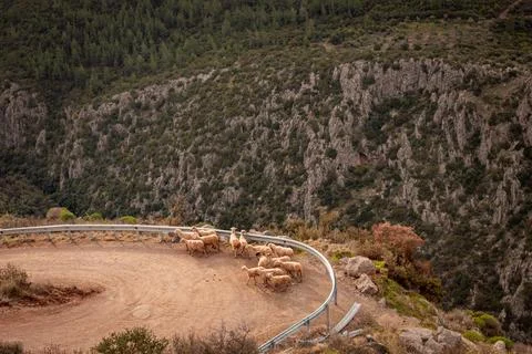 Sheep grazing 스톡 사진