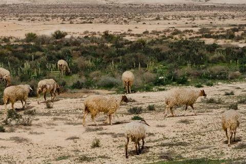 Sheep grazing on a plot in a remote area of the Negev Desert Stock Photos