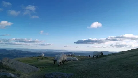 Sheep grazing quietly on the meadows Stock Footage 138960883
