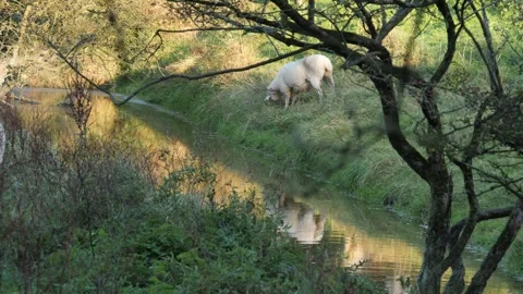 Sheep Grazing By River Stock Footage 325308873