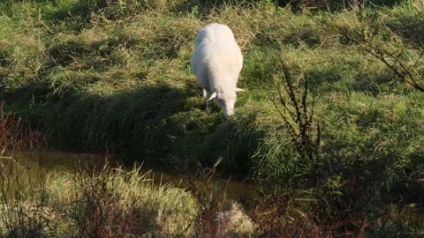 Sheep Grazing By River Stock Footage 325309101