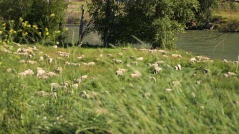 Sheep Grazing River Grass in Foregound 스톡 동영상 240645356
