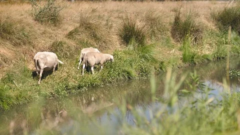 Sheep grazing at riverbank Stock Footage 92663392