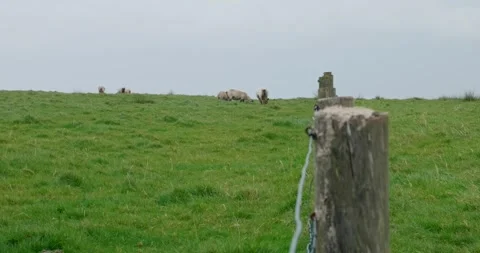Sheep Grazing on Rolling Hills 스톡 동영상 303453903
