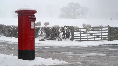 Sheep grazing by royal mail postbox in winter snow united kingdom Stock Footage 86554724