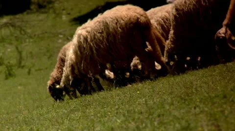 Sheep Grazing Rustic nature scene Video stock 11973842
