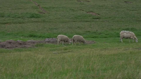 Sheep Grazing on Salt Marsh Pasture near Ribe, Southern Denmark Stock Footage 333897125