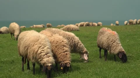 Sheep Grazing at the Seaside 4K Stock Footage 63557572