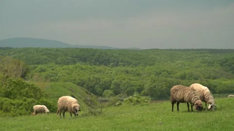 Sheep Grazing at the Seaside Pan 4K Stock Footage 63557727