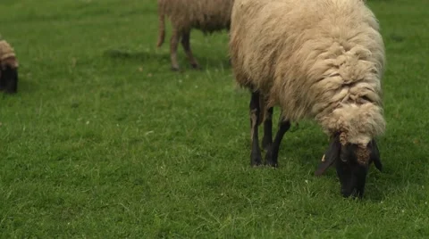 Sheep Grazing at the Seaside Vertical Pan 4K Stock Footage 63824985