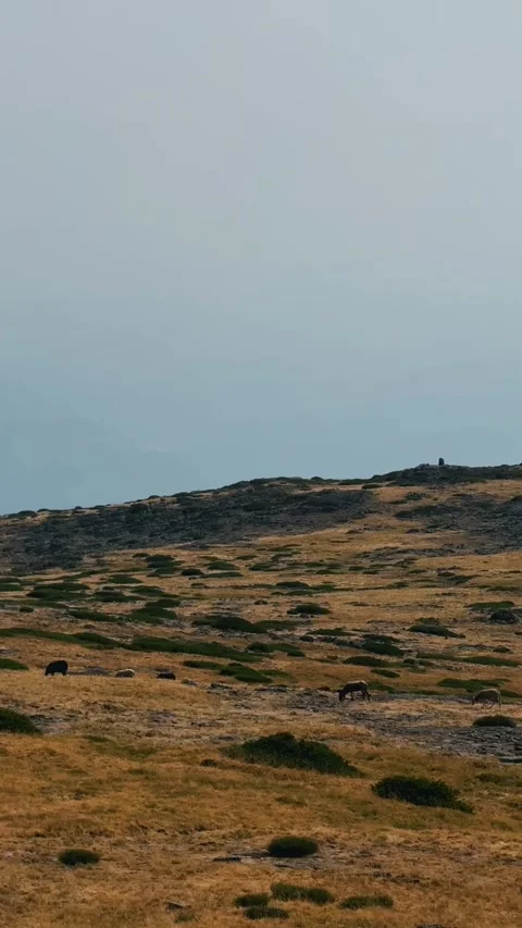 Sheep Grazing in Serra da Estrela Mountains. Video stock 327755802