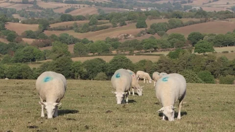 Sheep grazing on short upland grass during a long dry Summer. Powys, Wales. 2026 Видео 345063351
