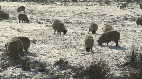Sheep Grazing in Snowy Feild Video stock 20761988