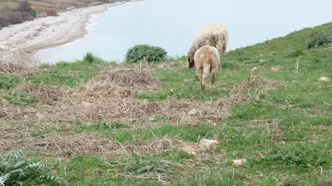 Sheep grazing in spring Stock-Footage 266735719