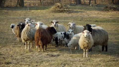 Sheep grazing in the spring meadow. Stock Footage 172366553