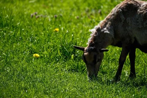 Sheep Grazing in Spring Meadow Foto stock