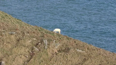 A Sheep grazing on a steep cliff . Stock Footage 103429109