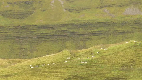 Sheep Grazing on Steep Hillside Video stock 220016289