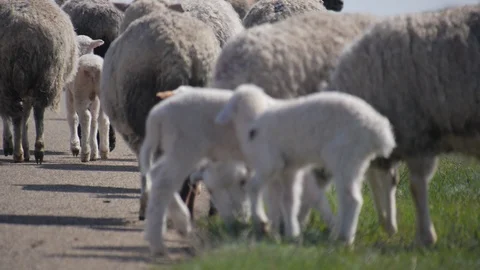 Sheep grazing in the steppe Stock Footage 104017098