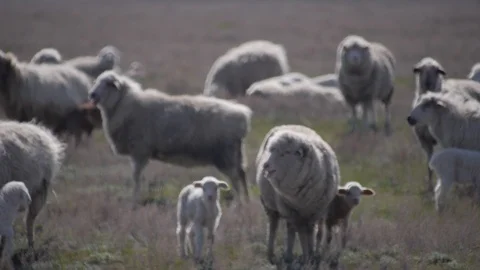 Sheep grazing in the steppe Stock Footage 104017320