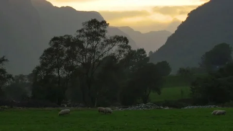 Sheep grazing in sunset Stockbeeldmateriaal 73223591