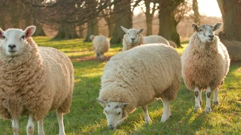 Sheep Grazing at Sunset Stock Footage 149676798