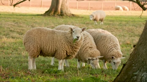 Sheep Grazing at Sunset Stock Footage 149679369