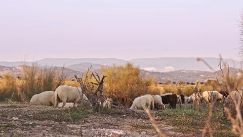 Sheep grazing at sunset, in front of beautiful mountainous landscape Stock Footage 100986848