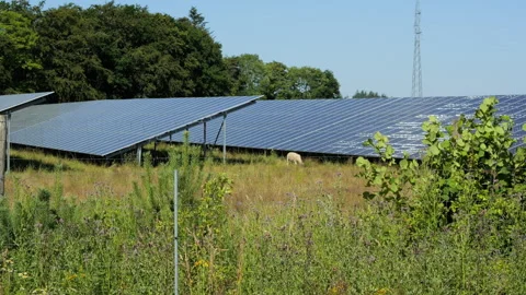 Sheep grazing in a sustainable solar panel farm field Stock Footage 339558034