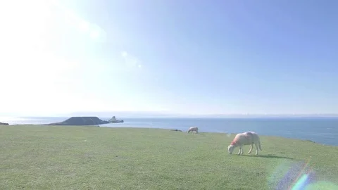 Sheep Grazing on top of cliff next to the ocean Stock Footage 73560038