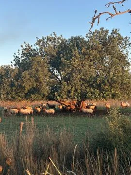 Sheep grazing under oak tree at golden hour countryside landscape Stock Photos