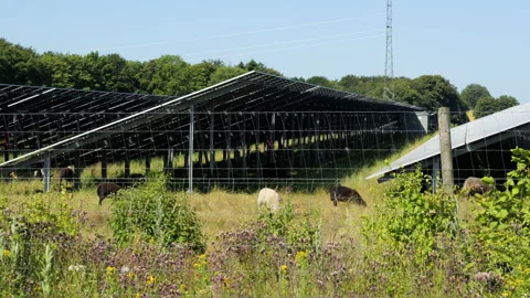 Sheep grazing under solar panels at sustainable energy farm Stock Footage 339558262