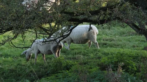 Sheep Grazing Under Tree Stock Footage 325309251