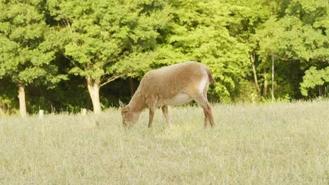 Sheep grazing under trees in a summer field Vídeo Stock 270996229