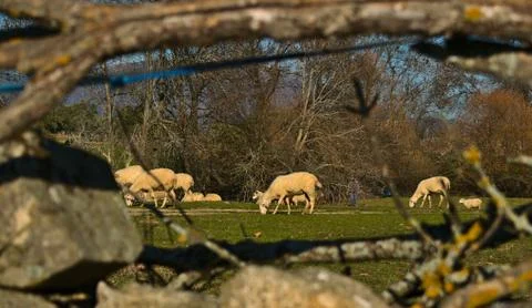 Sheep grazing views through branches Stock Photos