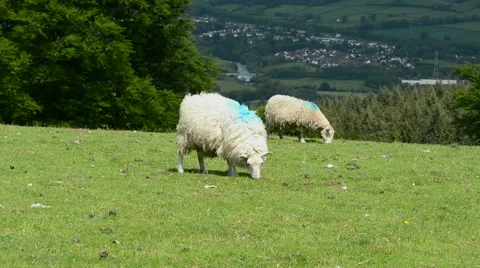 Sheep Grazing in a Welsh Field  Stock Footage 51781024