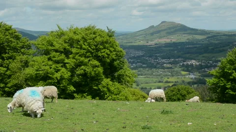 Sheep Grazing in a Welsh Field  Stock Footage 51783103
