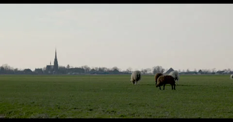 Sheep grazing in a wide open field Stock Footage 304991476