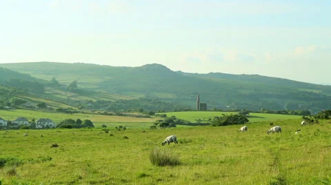 Sheep grazing wider 스톡 동영상 39890291