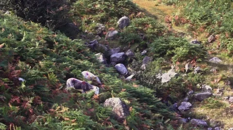 Sheep grazing wild Stock Footage 41758366