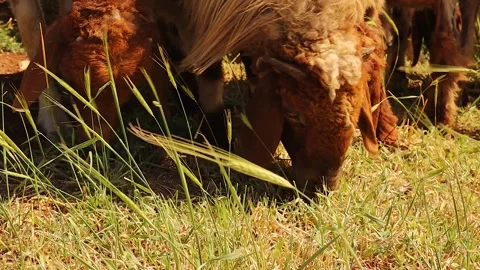 Sheep Grazing on Wild Grass in Open Field, Organic Farming and Animal Welfare Stock Footage 325421215