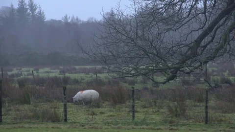 Sheep grazing in winter 1 Stock Footage 71391162