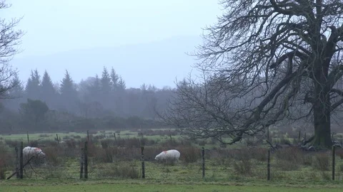 Sheep grazing in winter 2 Stock-Footage 71390490