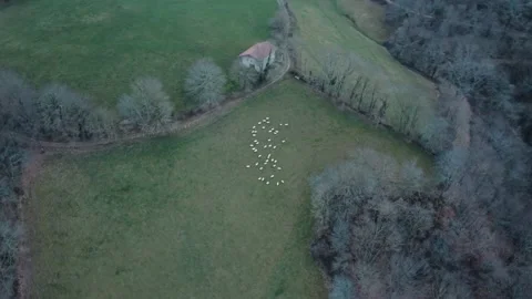 Sheep grazing in the winter field. Stock Footage 193140585