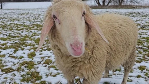 Sheep grazing in winter Stock Footage 302646675