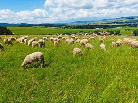 Sheep grazong Stock Photos
