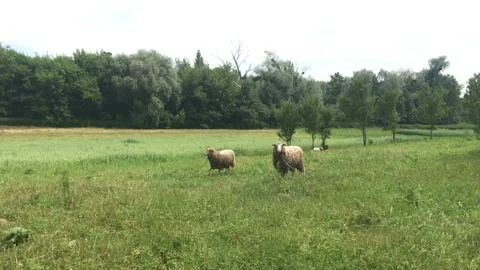 Sheep in green field Stock Footage 156603638