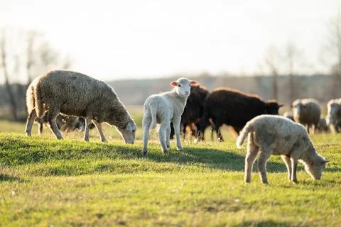 Sheep on a green field Stock Photos