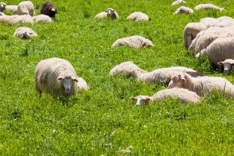 Sheep on the green grass Stock Photos