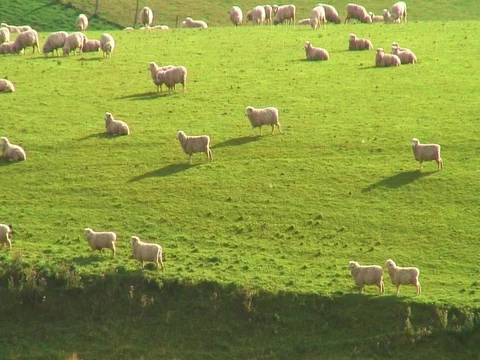 Sheep on green hill Stock Footage 93337573